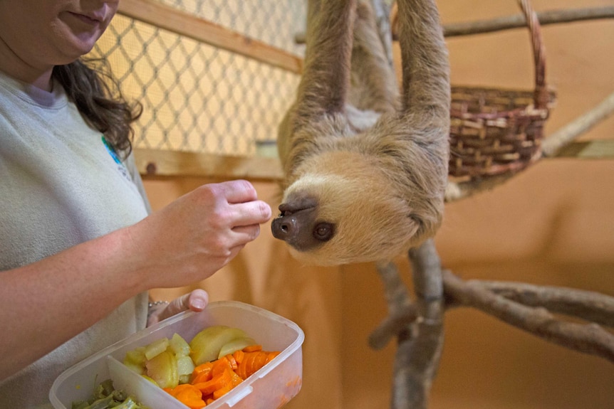 Sloth eats food out of the hand of a vet.