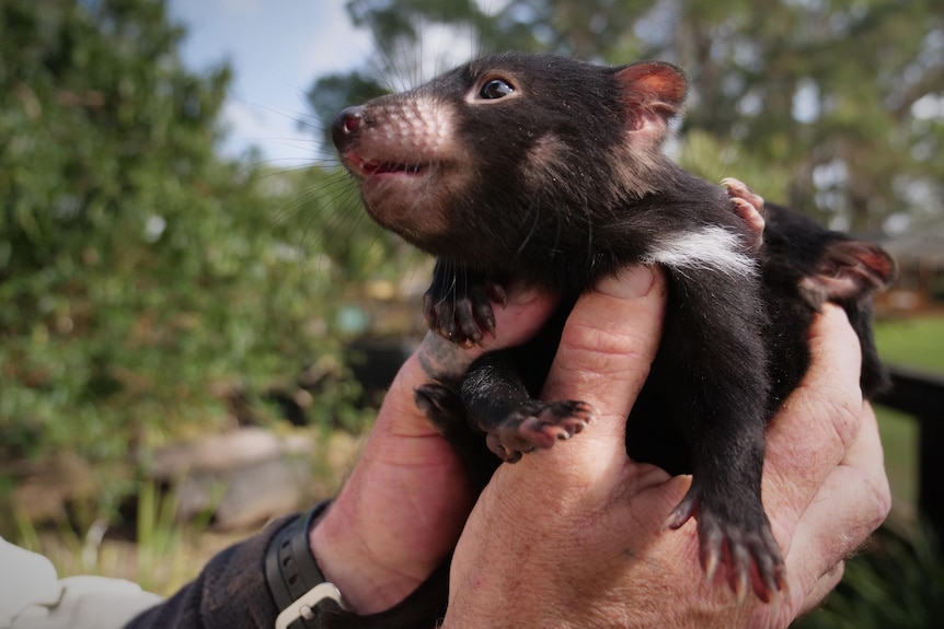 A man's hands holding two baby Tasmanian devils, one of them looking up towards his face, which is out of shot.