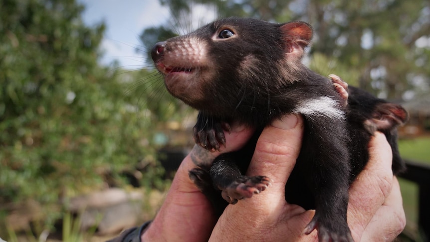 A man's hands holding two baby Tasmanian devils, one of them looking up towards his face, which is out of shot.