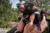 A man's hands holding two baby Tasmanian devils, one of them looking up towards his face, which is out of shot.