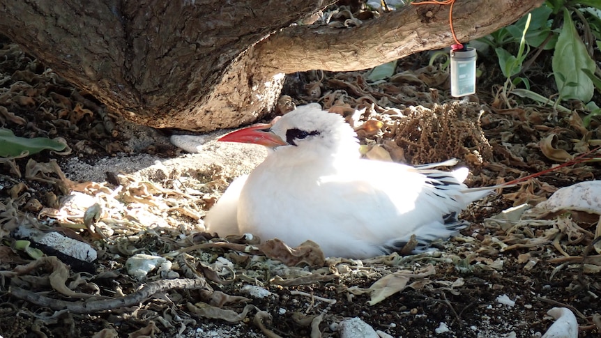 white bird with dark black eye colouring sitting in a nest on the ground