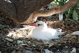 white bird with dark black eye colouring sitting in a nest on the ground