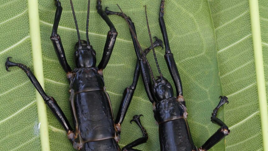 A pair of Lord Howe Island stick insects