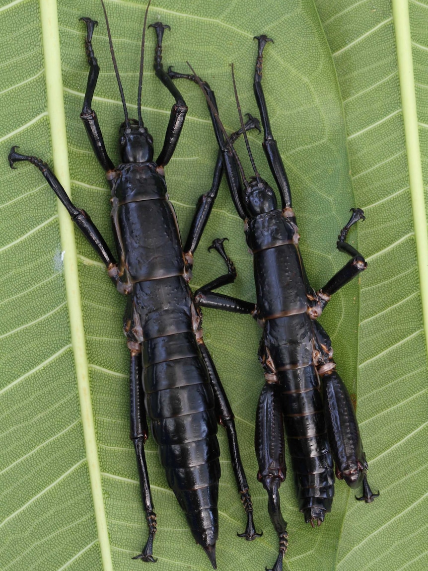 A male and female pair of Lord Howe Island stick insects
