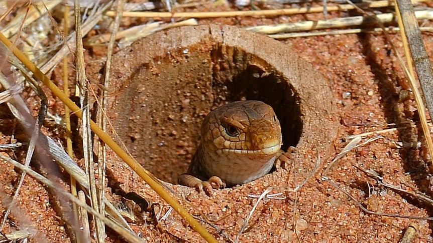 pygmy blue tongue peeps from a hole