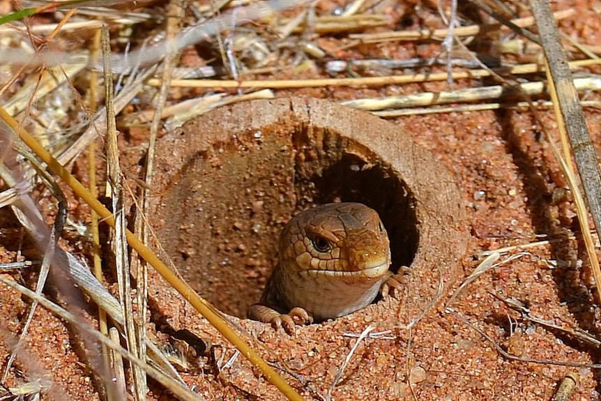 pygmy blue tongue peeps from a hole in the dirt