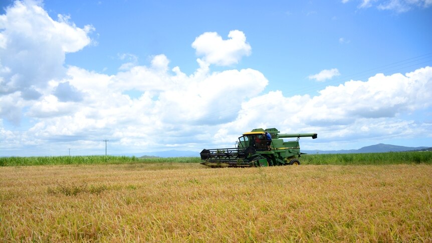 This rice crop on a sugar cane farm near Mackay, is about to be harvested. The crop was planted by agronomy business Farmacist.