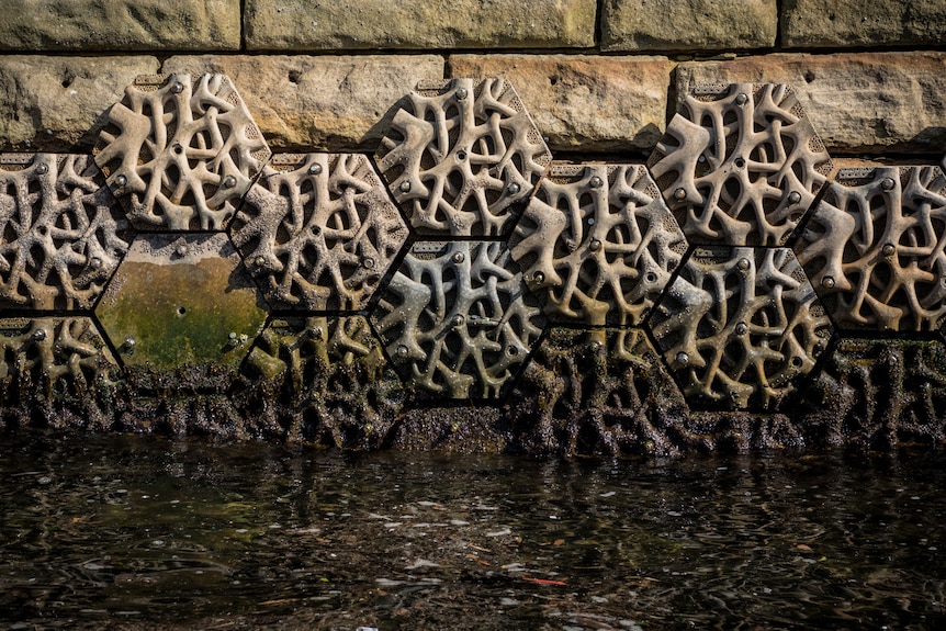 From the waterline, you view a cluster of seawall tiles with vein-like patterns embedded into them.
