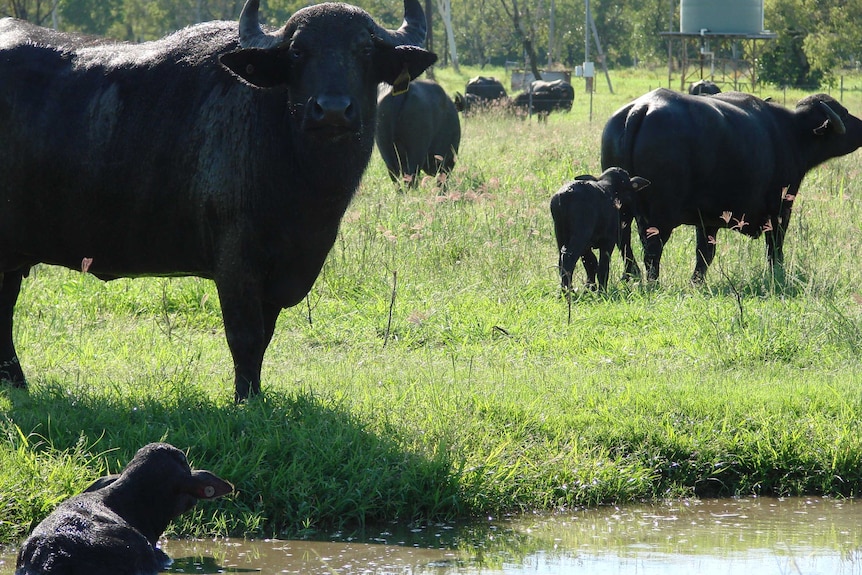 Riverine buffalo