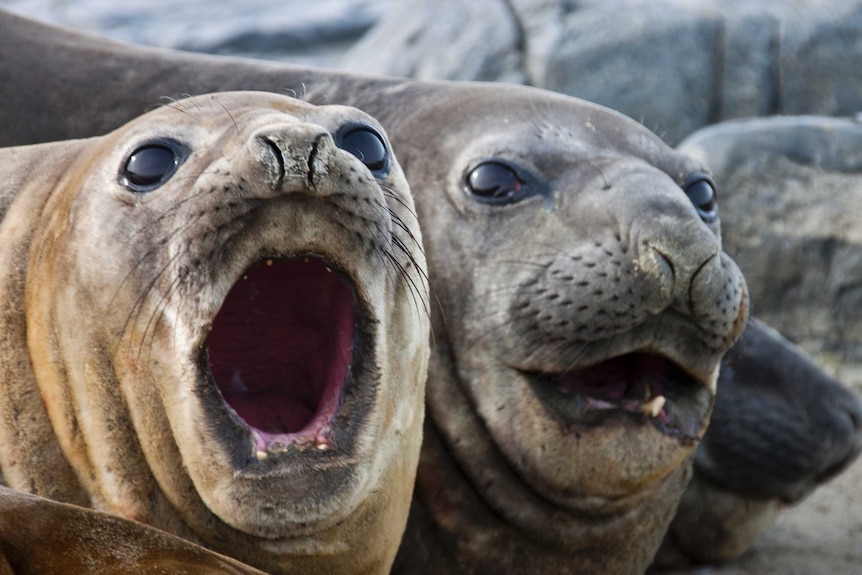 Southern elephant seals