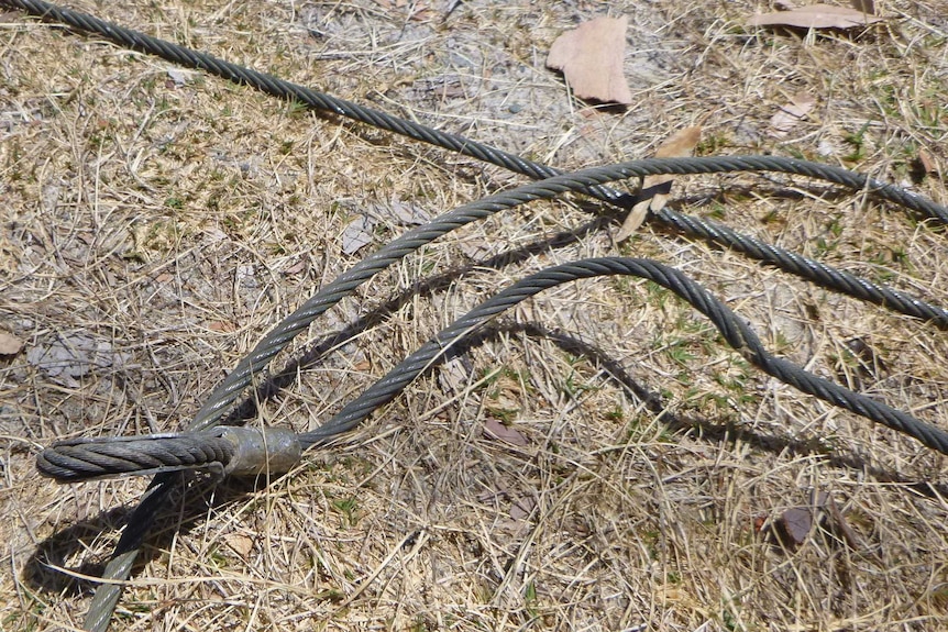 A thick cable lies on the grass.