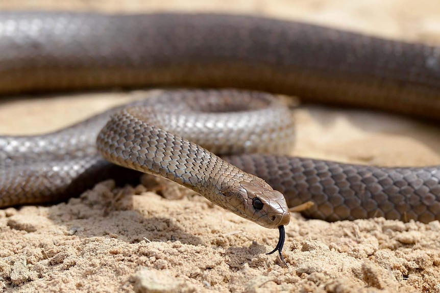 A Newcastle snake catcher says he has been busy since the recent bushfires.