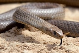 Eastern Brown snake