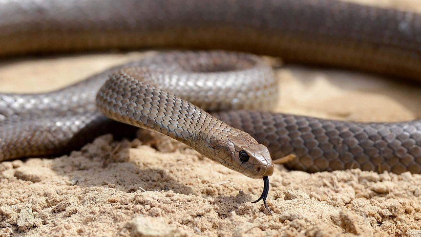 A Newcastle snake catcher says he has been busy since the recent bushfires.