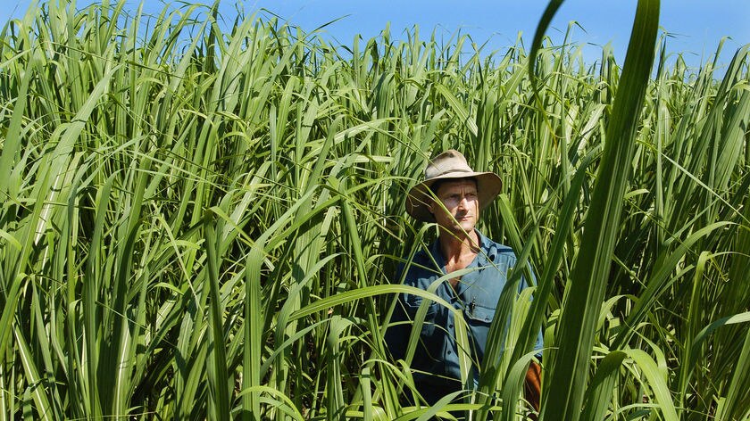 Greg Zipf, a Queensland sugar cane farmer between the Gold Coast and Brisbane.