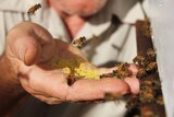 Honey bees hover over and rest on a hand full of pollen