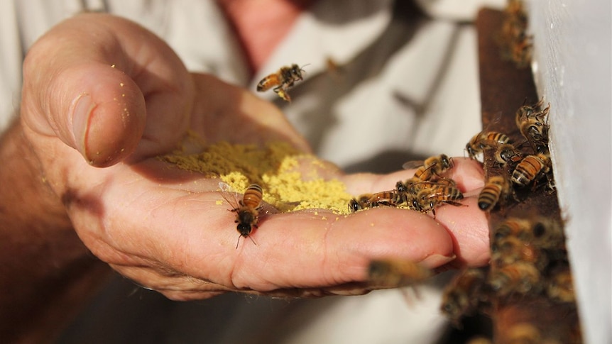 Honey bees hover over and rest on a hand full of pollen