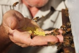 Honey bees hover over and rest on a hand full of pollen