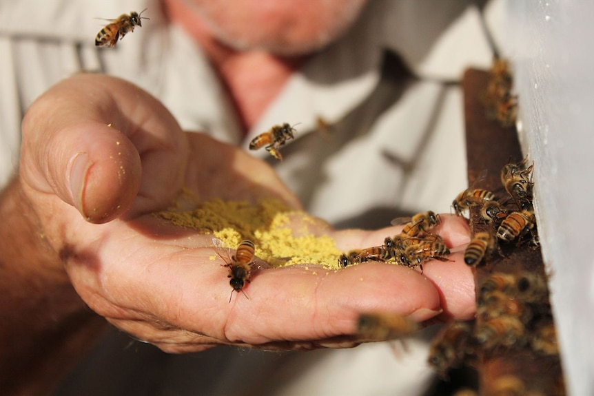 Honey bees hover over and rest on a hand full of pollen