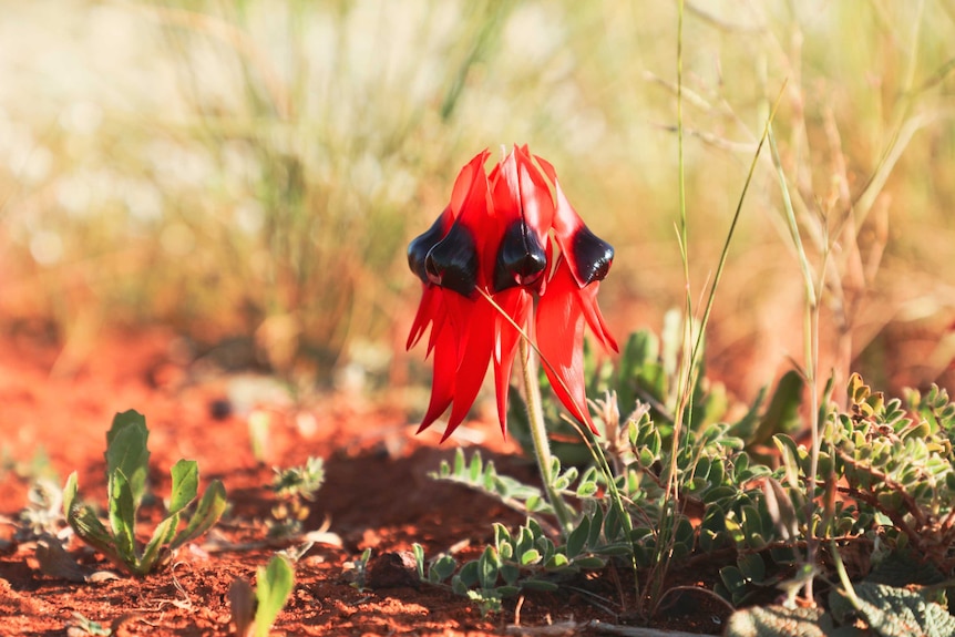 A Sturt Desert Pea growing in sandy soil at a farm near Goolgowi in New South Wales.