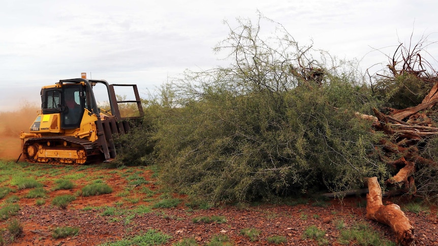 A dozer pushes over mesquite trees