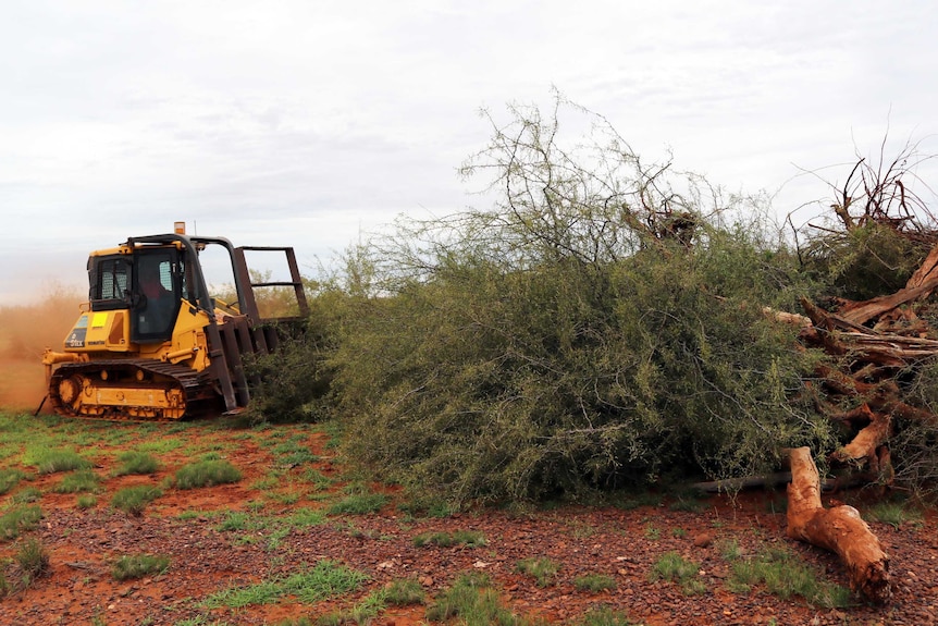 A dozer pushes over mesquite trees
