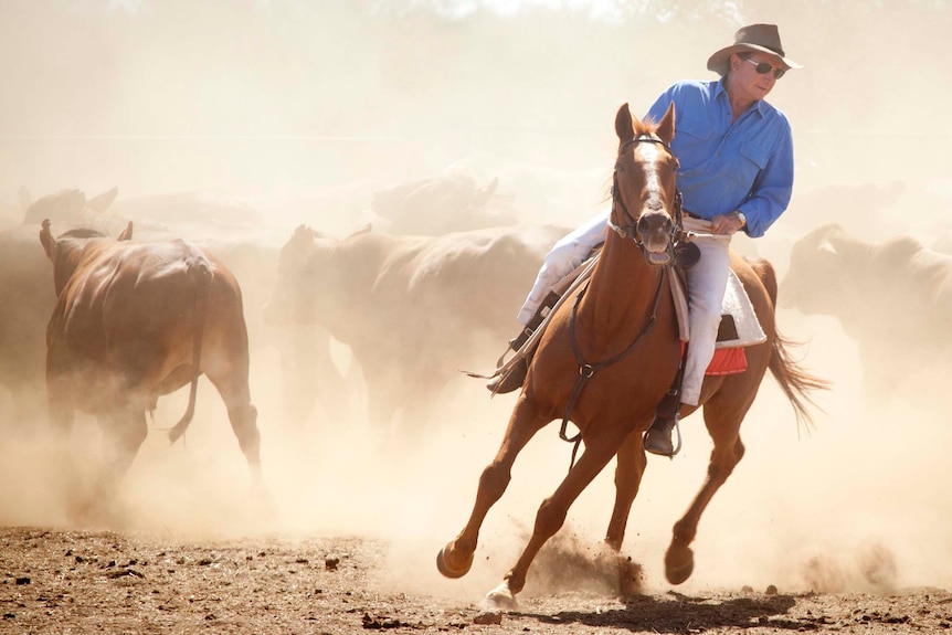 Andrew Forrest riding a horse next to a mob of cattle