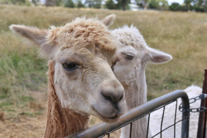 Two alpacas at a fence.