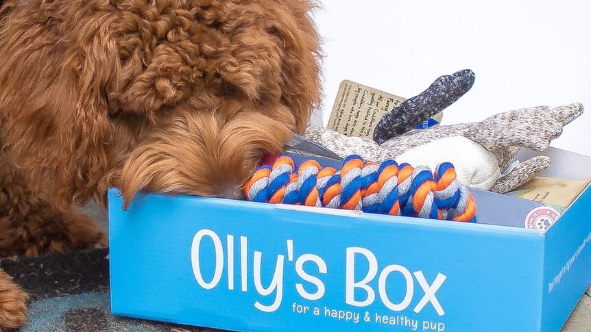 A photo of Olly's box, a subscription box containing dog toys and treats.
