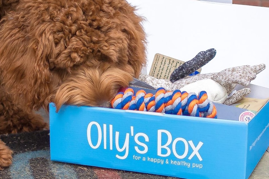 A photo of Olly's box, a subscription box containing dog toys and treats.