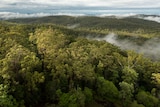 An aerial view of dense forest with mist in some of the valleys.