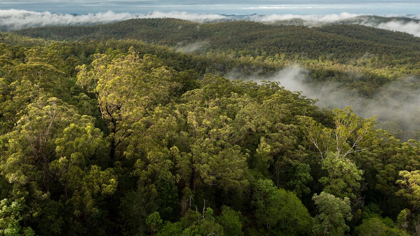 aerial of dense forest