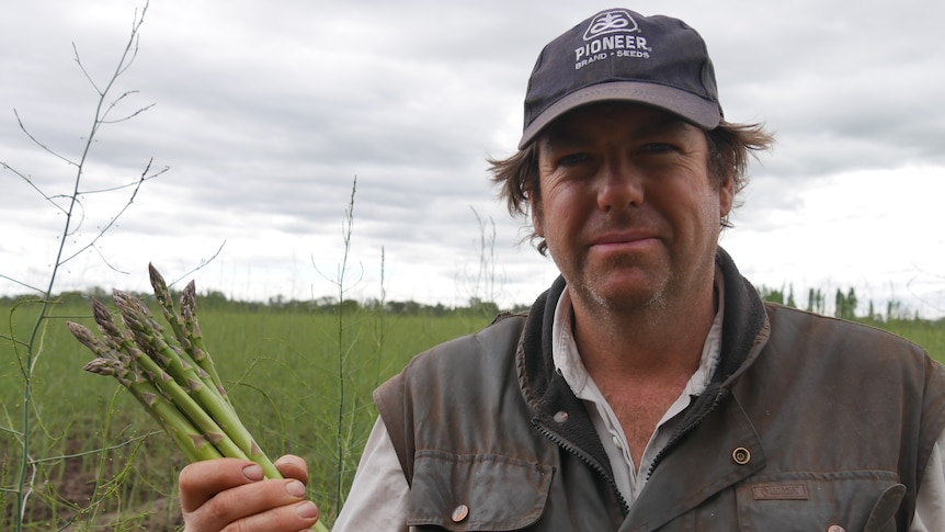 A farmer holding a handful of asparagus spears