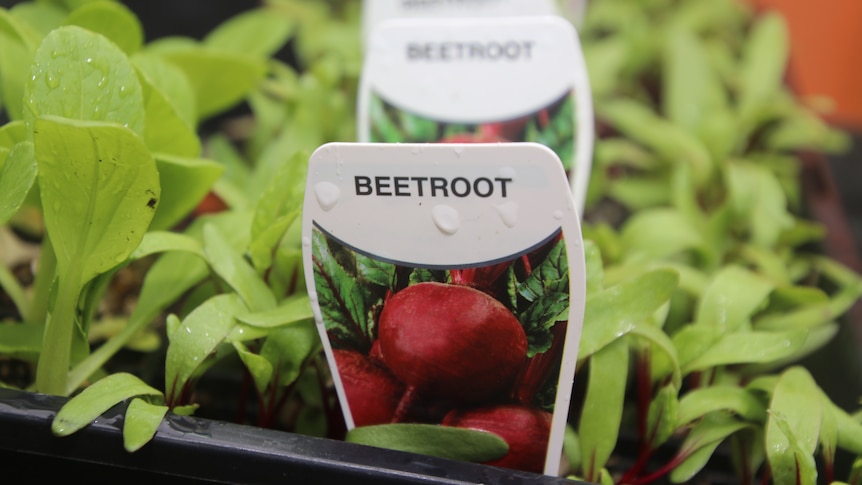 Beetroot seedlings in a row