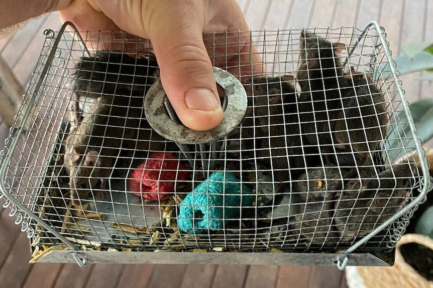 A hand holding a cage of trapped mice.