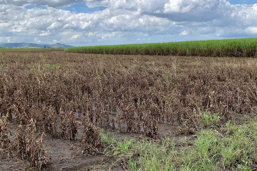 A crop of dead soybeans.