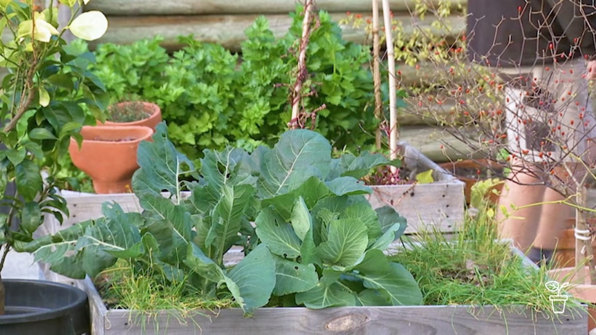 Vegetables growing in raised timber garden beds