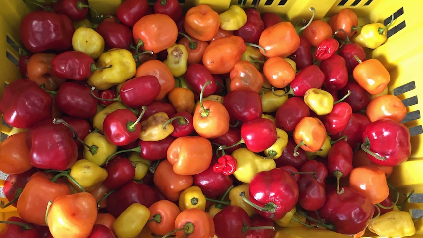 Manzano chillies ready for processing