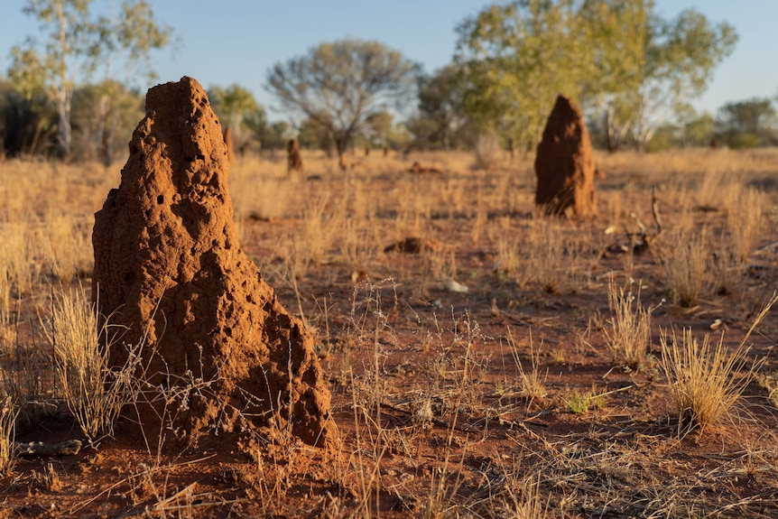 Termite mounds near Ali Curung