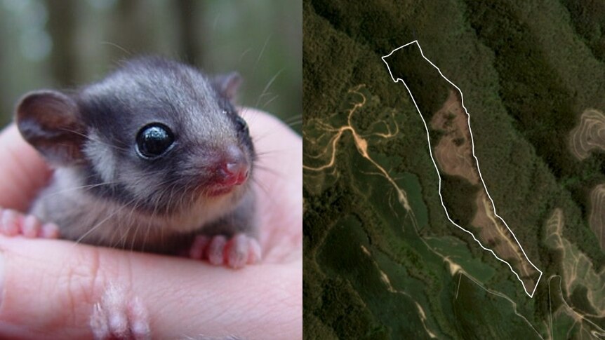 A composite image of a Leadbeater possum and a birds-eye view of an alleged logging breach.