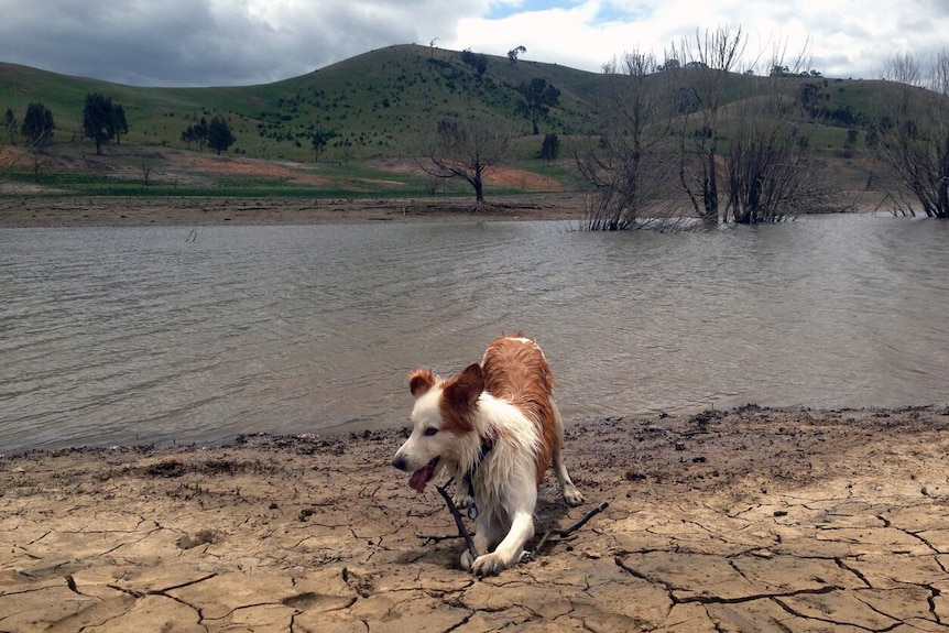 A dog plays with a stick at Lake Eildon, Victoria