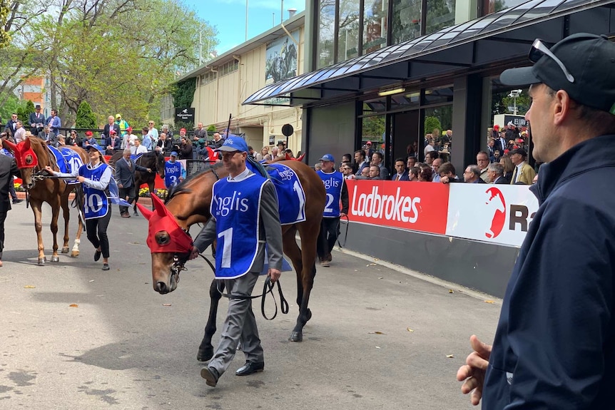 People in blue bibs lead horses around a parade ring with people looking on