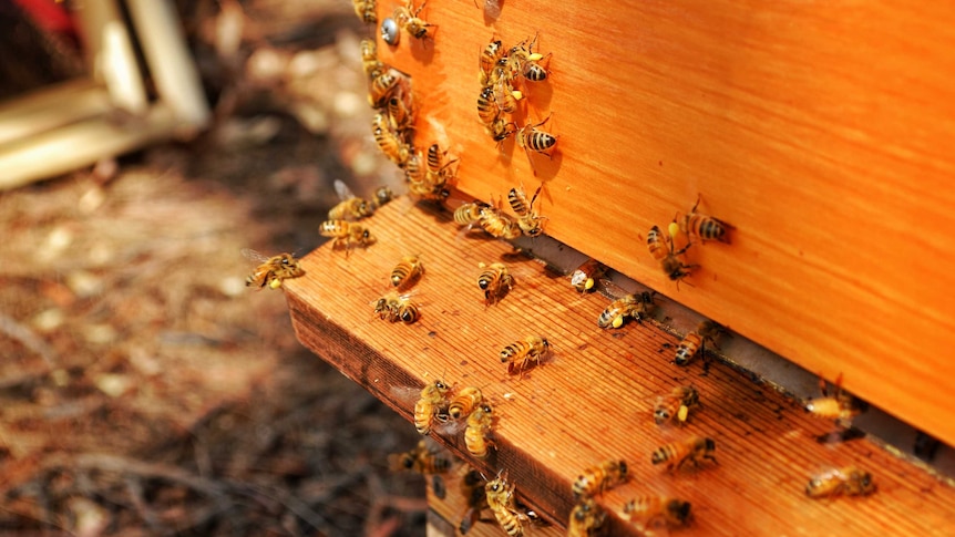 Parliament House's bees crowd around the entrance to one of the hives. Some have bright yellow pollen around their legs.