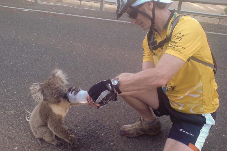 Tim Noonan shares a drink with a thirsty koala.