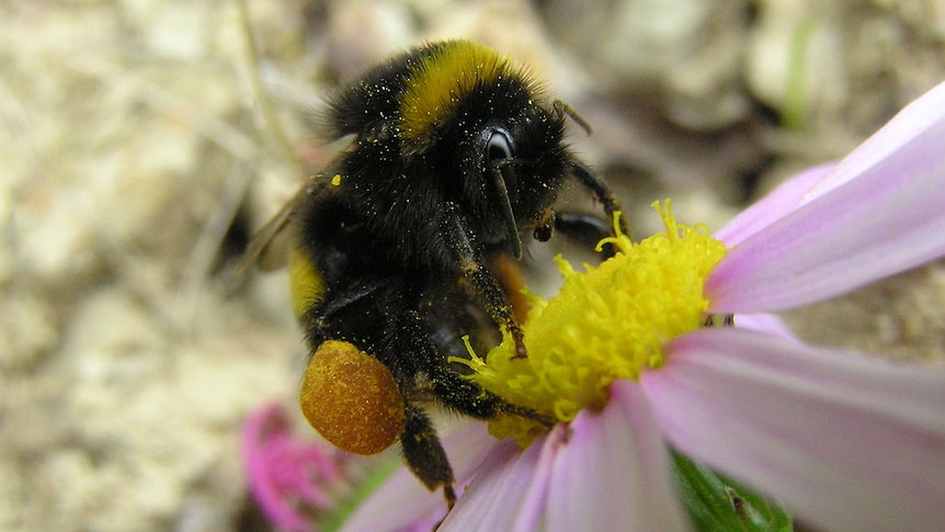 A bumblebee on a flower covered in pollen.