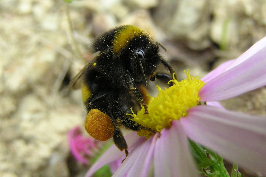 Bumblebee loaded with pollen