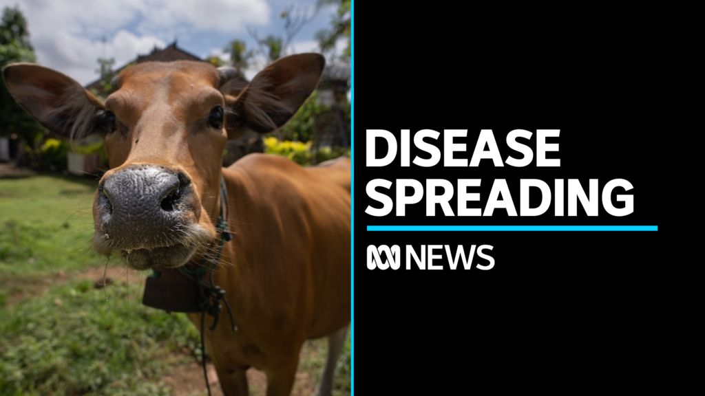 Highly Infectious Foot And Mouth Disease Still Spreading In Bali - ABC News