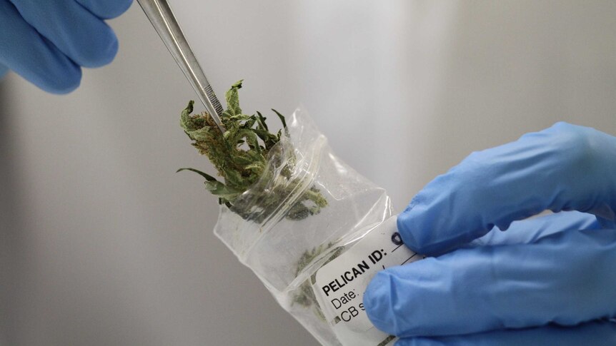 Medical marijuana being placed into a plastic bag with a pair of tweezers.