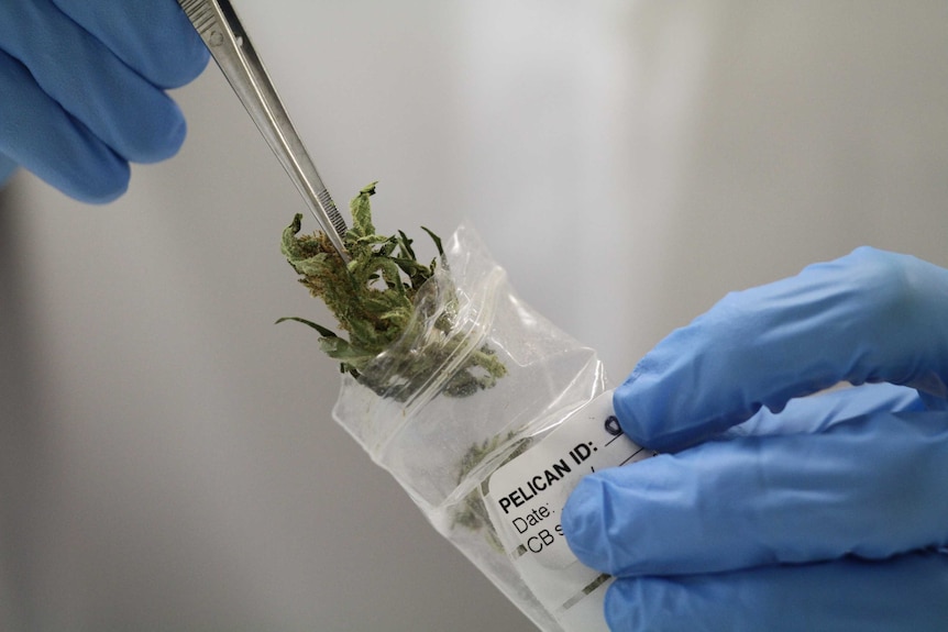 Medical marjiuana being placed into a plastic bag with a pair of tweezers