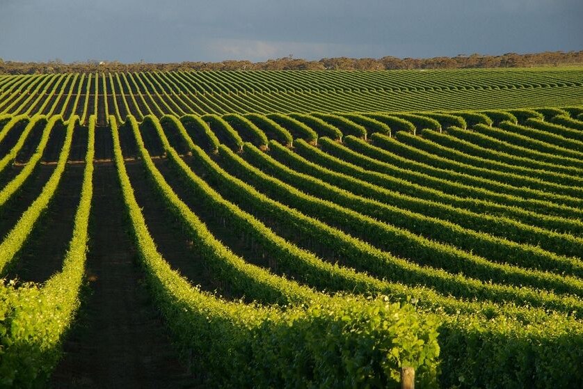 South Australian Wine Industry will push for changes in working conditions for casual employees